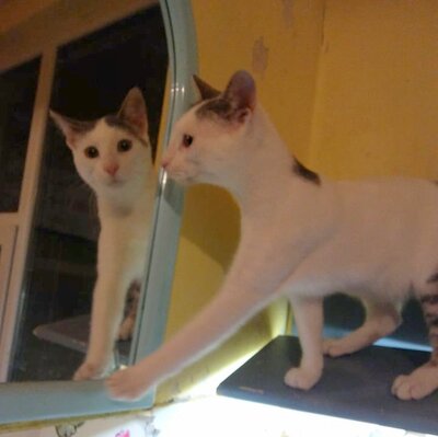 Kater Eric sucht dringend ein neues Körbchen, EKH - Kater