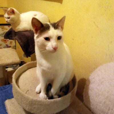 Kater Eric sucht dringend ein neues Körbchen, EKH - Kater