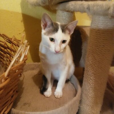 Kater Eric sucht dringend ein neues Körbchen, EKH - Kater