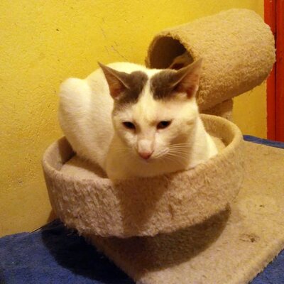 Kater Eric sucht dringend ein neues Körbchen, EKH - Kater