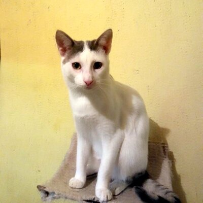Kater Eric sucht dringend ein neues Körbchen, EKH - Kater