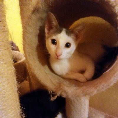 Kater Eric sucht dringend ein neues Körbchen, EKH - Kater