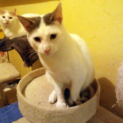 Kater Eric sucht dringend ein neues Körbchen, EKH - Kater