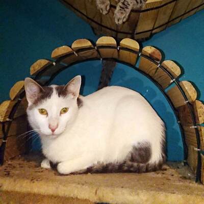 Kater Eric sucht dringend ein neues Körbchen, EKH - Kater