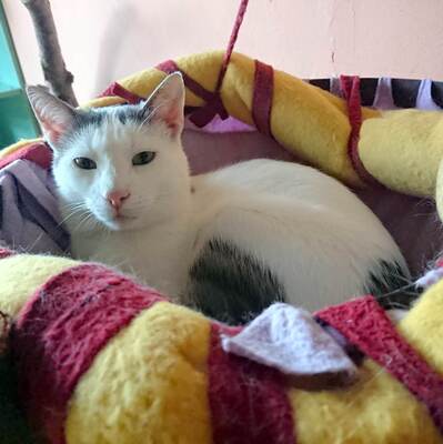 Kater Eric sucht dringend ein neues Körbchen, EKH - Kater