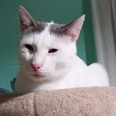 Kater Eric sucht dringend ein neues Körbchen, EKH - Kater