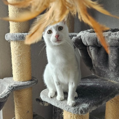 Kater Eric sucht dringend ein neues Körbchen, EKH - Kater