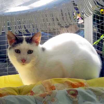 Kater Eric sucht dringend ein neues Körbchen, EKH - Kater