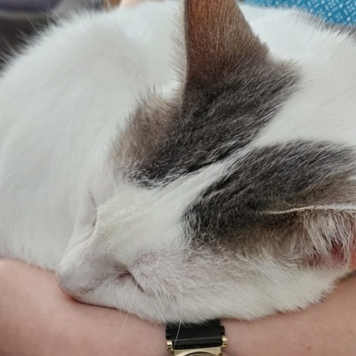 Kater Eric sucht dringend ein neues Körbchen, EKH - Kater