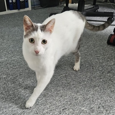 Kater Eric sucht dringend ein neues Körbchen, EKH - Kater