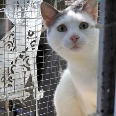 Kater Eric sucht dringend ein neues Körbchen, EKH - Kater