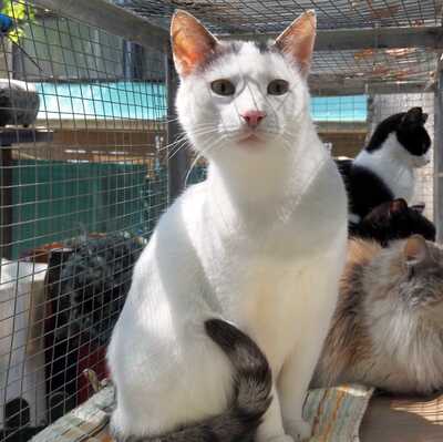 Kater Eric sucht dringend ein neues Körbchen, EKH - Kater