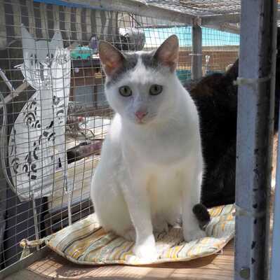 Kater Eric sucht dringend ein neues Körbchen, EKH - Kater