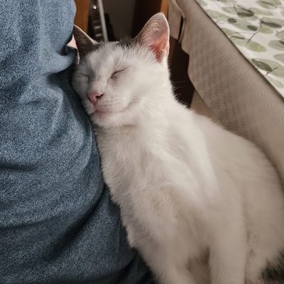 Kater Eric sucht dringend ein neues Körbchen, EKH - Kater
