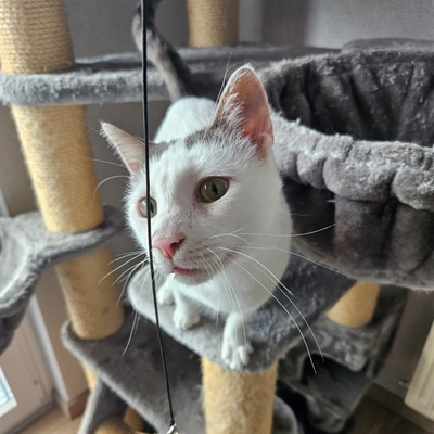 Kater Eric sucht dringend ein neues Körbchen, EKH - Kater