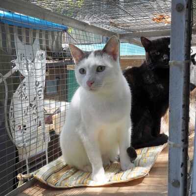 Kater Eric sucht dringend ein neues Körbchen, EKH - Kater
