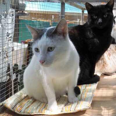 Kater Eric sucht dringend ein neues Körbchen, EKH - Kater
