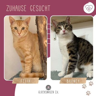 Kater Felix und Barney möchten zusammen reisen, EKH - Kater