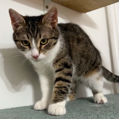 Kater Felix und Barney möchten zusammen reisen, EKH - Kater
