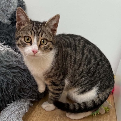 Kater Felix und Barney möchten zusammen reisen, EKH - Kater