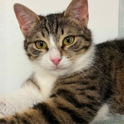 Kater Felix und Barney möchten zusammen reisen, EKH - Kater