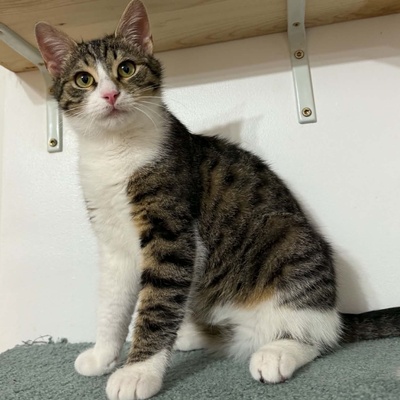 Kater Felix und Barney möchten zusammen reisen, EKH - Kater