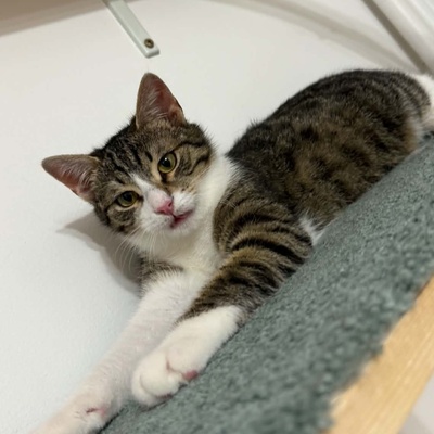 Kater Felix und Barney möchten zusammen reisen, EKH - Kater