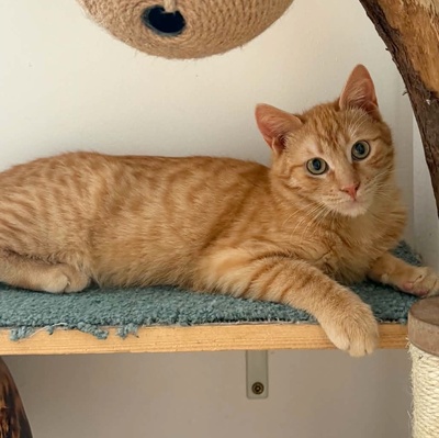 Kater Felix und Barney möchten zusammen reisen, EKH - Kater