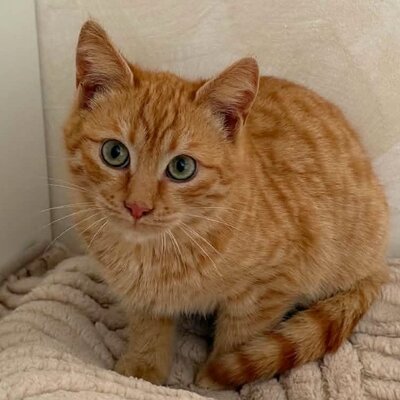 Kater Felix und Barney möchten zusammen reisen, EKH - Kater