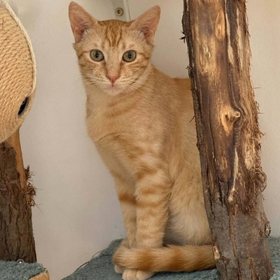 Kater Felix und Barney möchten zusammen reisen, EKH - Kater