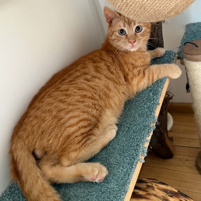 Kater Felix und Barney möchten zusammen reisen, EKH - Kater
