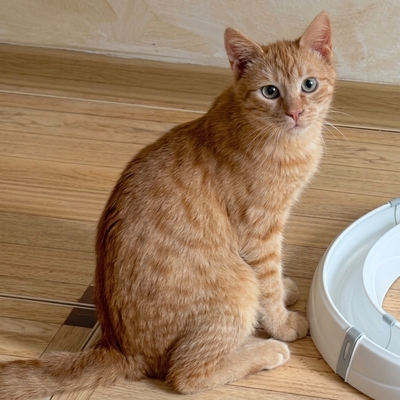 Kater Felix und Barney möchten zusammen reisen, EKH - Kater