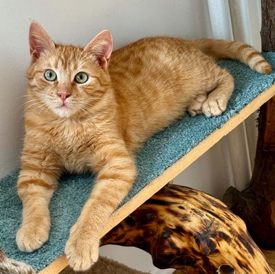 Kater Felix und Barney möchten zusammen reisen, EKH - Kater