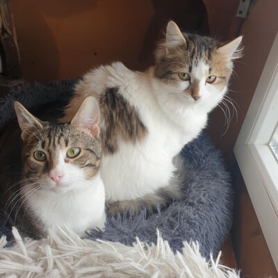 Kater Finn und Krümel möchten Dein Herz erobern, EKH Jungtier - Kater