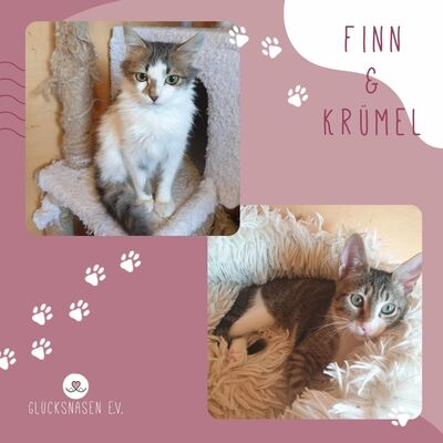 Kater Finn und Krümel möchten gern reisen, EKH Jungtier - Kater