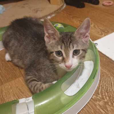 Kater Finn und Krümel möchten gern reisen, EKH Jungtier - Kater