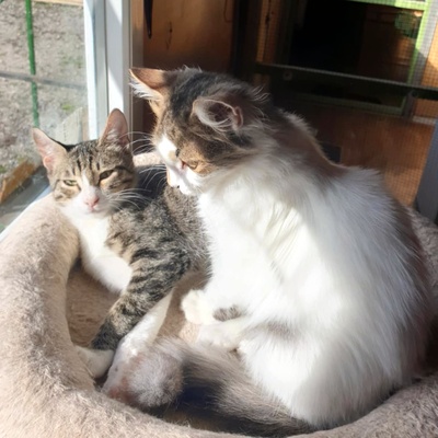 Kater Finn und Krümel suchen ihr Personal, EKH Jungtier - Kater