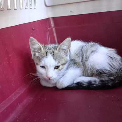 Kater Grey wartet auf Post von Dir, EKH Jungtier - Kater