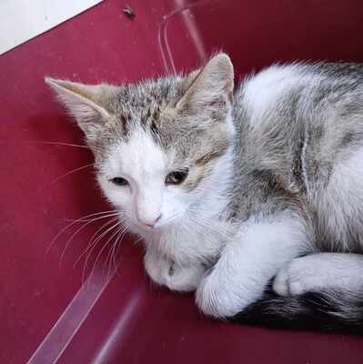 Kater Grey wartet auf Post von Dir, EKH Jungtier - Kater