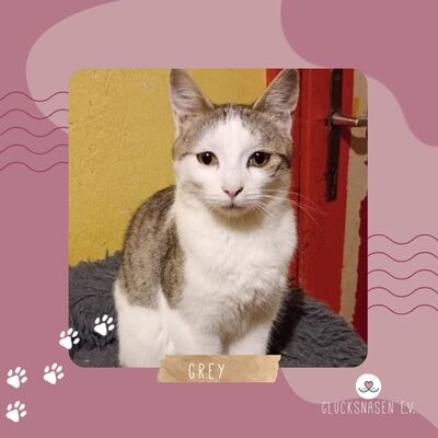 Kater Grey wartet auf Post von Dir, EKH - Kater