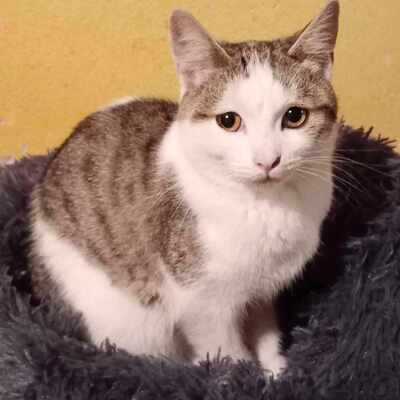 Kater Grey wartet auf Post von Dir, EKH - Kater