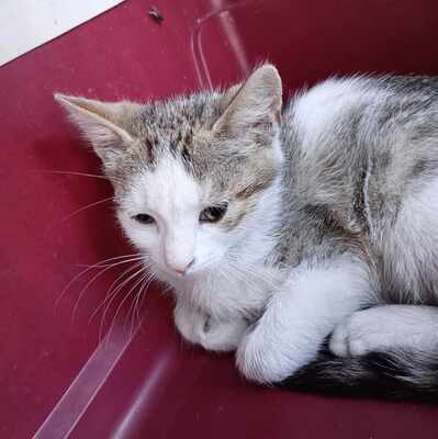 Kater Grey wartet auf Post von Dir, EKH - Kater