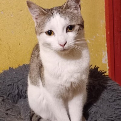 Kater Grey wartet auf Post von Dir, EKH - Kater