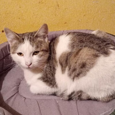 Kater Grey wartet auf Post von Dir, EKH - Kater