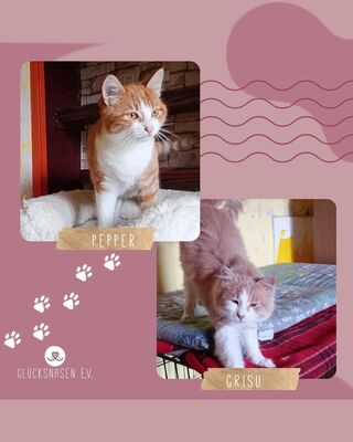 Kater Grisu und Pepper sind bereit, EKH Jungtier - Kater
