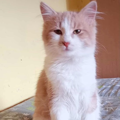 Kater Grisu und Pepper sind bereit, EKH Jungtier - Kater