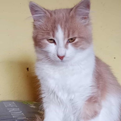 Kater Grisu und Pepper sind bereit, EKH Jungtier - Kater