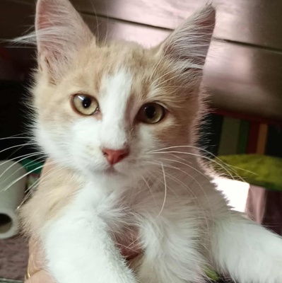 Kater Grisu und Pepper sind bereit, EKH Jungtier - Kater