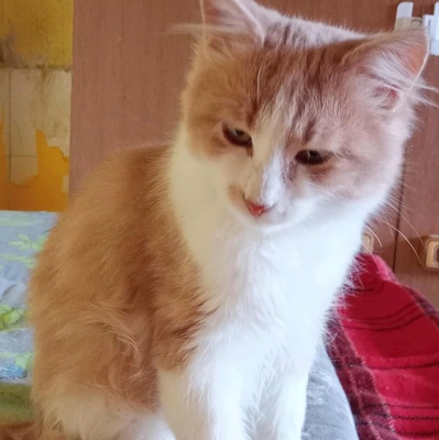 Kater Grisu und Pepper sind bereit, EKH Jungtier - Kater