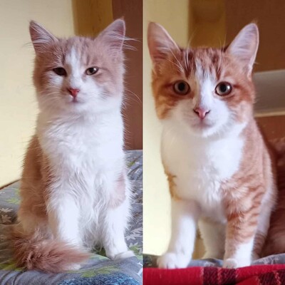 Kater Grisu und Pepper sind bereit, EKH Jungtier - Kater